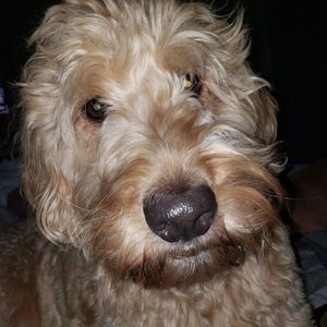 Meet your Posher, Diane